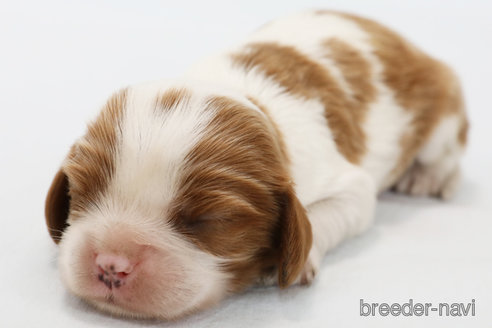 成約済の神奈川県のキャバリアキングチャールズスパニエル-248615の16枚目